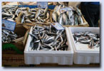 Fischstand in der Markthalle